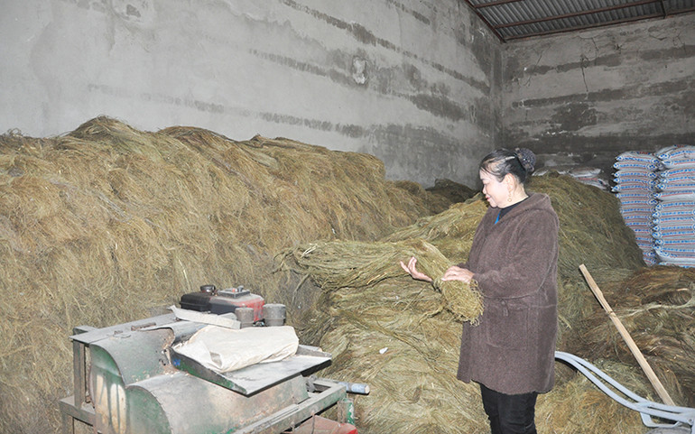 Cổ tích gai xanh -0