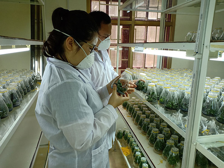 Khoa học và công nghệ thúc đẩy phát triển vùng dân tộc thiểu số và miền núi phía bắc -0