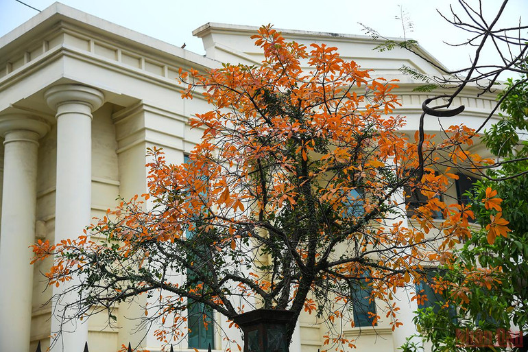 Hà Nội đẹp nao lòng mùa lá rụng tháng 3 -0