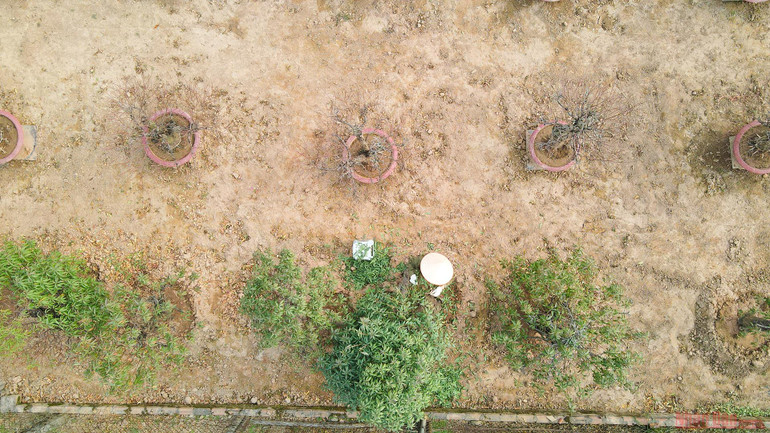 Người dân làng Nhật Tân tất bật tuốt lá đào chờ đón Tết Nguyên đán -0