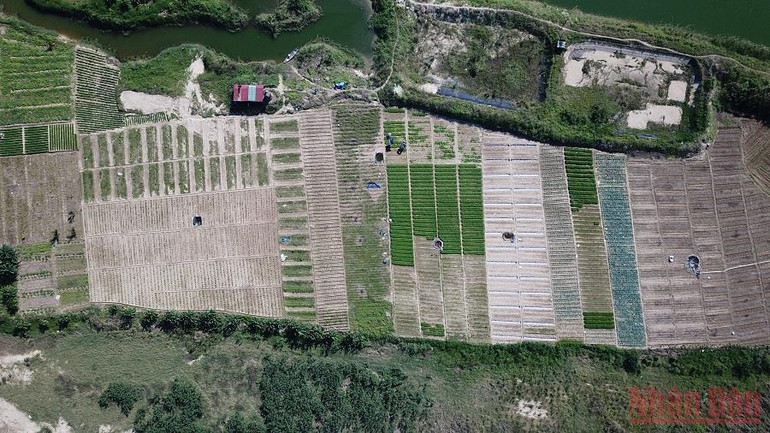 Quảng Ngãi: “Du mục” giữa lòng phố -0