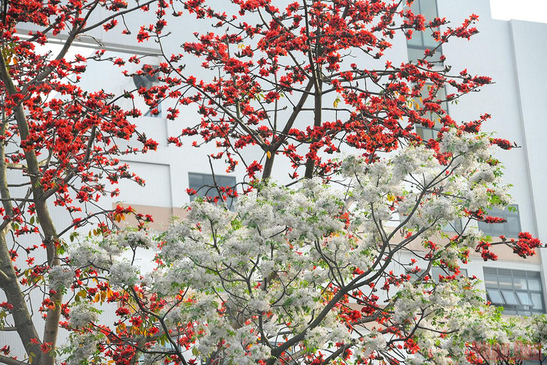 Hà Nội rực rỡ mùa hoa tháng 3 -0