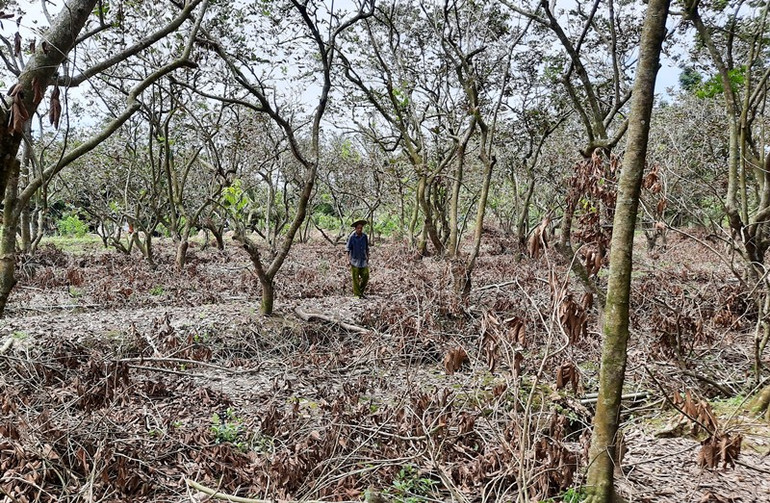 Thiên tai gây nhiều thiệt hại tại Vĩnh Long -0