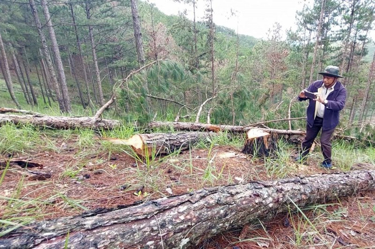 Hàng trăm cây thông ba lá bị cưa hạ trái phép tại Đà Lạt -0