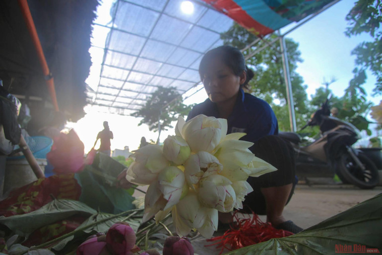 18_hoa_sen_ha_noi-1625144279666.jpeg