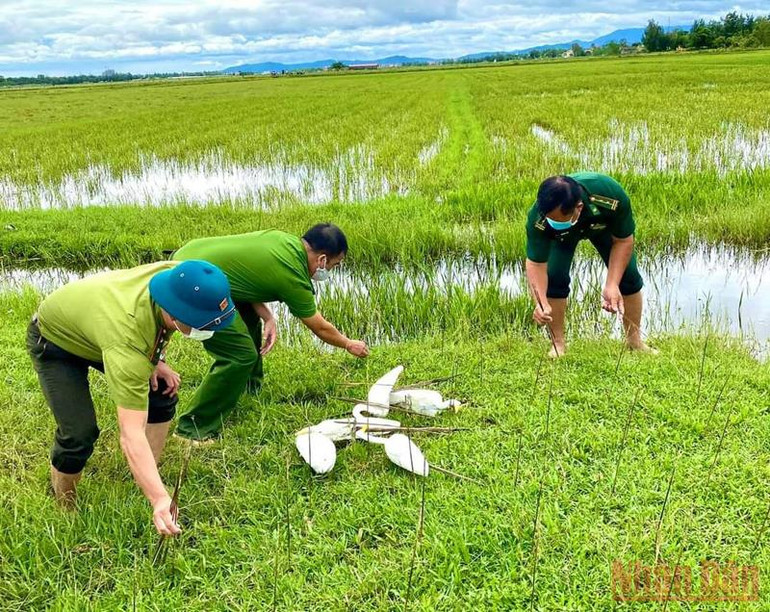 Quảng Bình: Ngăn chặn nạn tận diệt chim trời -0