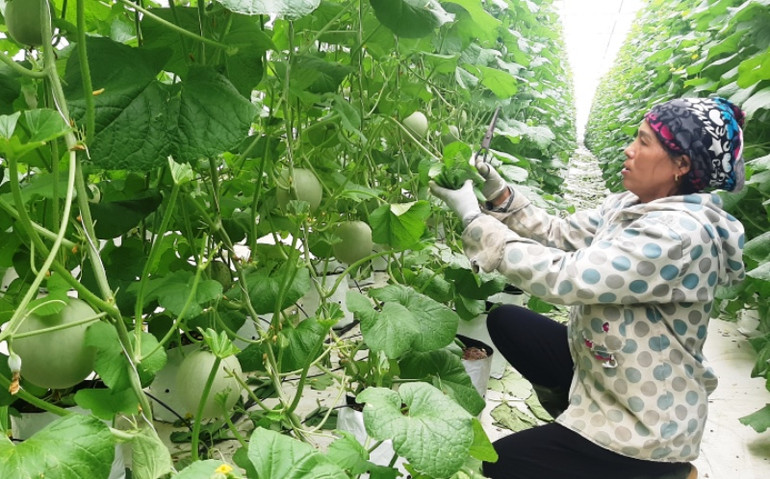 Mô hình trồng dưa lưới trong nhà màng cho thu hoạch 1,5 tỷ đồng/năm của hộ anh Võ Thúc Đồng ở thôn Sơn Bình, Thượng Lộc (Can Lộc). Đổi thay trên đồng đất Xô-viết -0