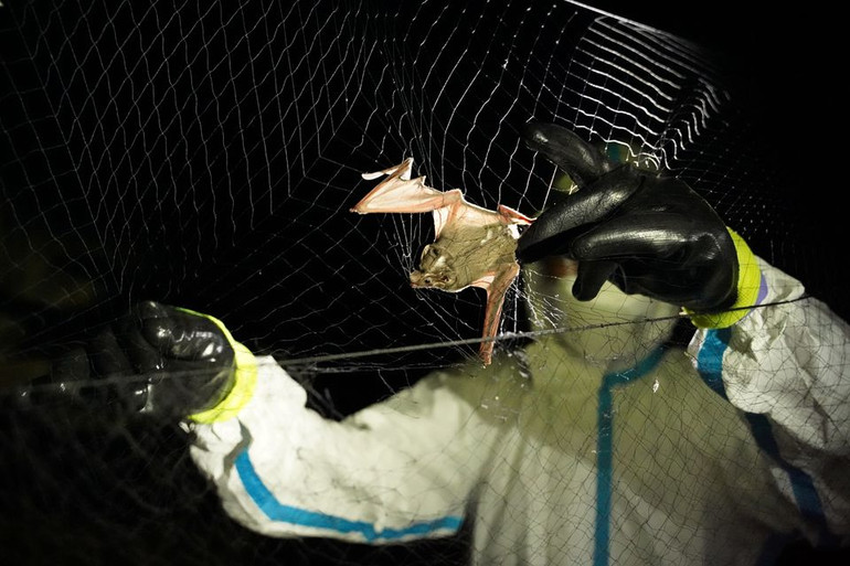 Nghiên cứu dơi Campuchia để truy tìm nguồn gốc của Covid-19 -0