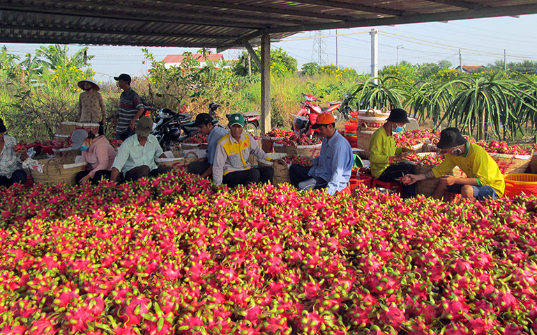 Nông dân xã Hòa Phú, Châu Thành (Long An) thu hoạch thanh long. Ảnh: THANH PHONG Tìm đầu ra cho nông sản -0