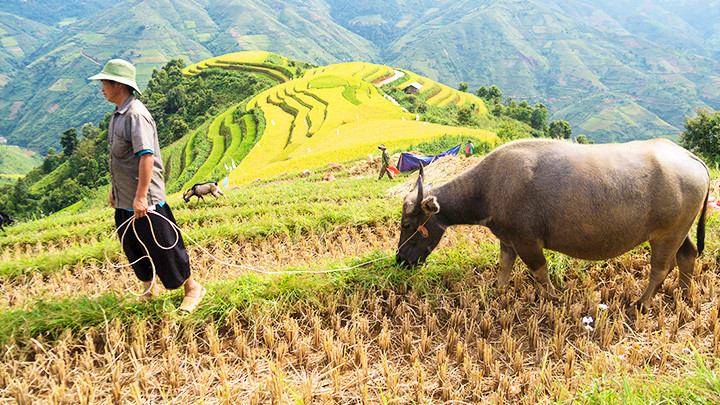 Trâu, dê được thả lên nương ăn cỏ ở những thửa ruộng đã gặt. Gặt lúa trên nương cao -0