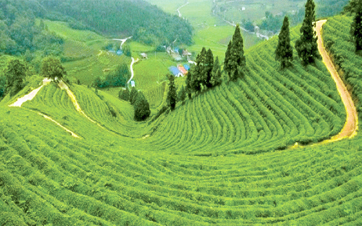 Tiến sĩ giúp nông dân làm nông nghiệp sạch -0