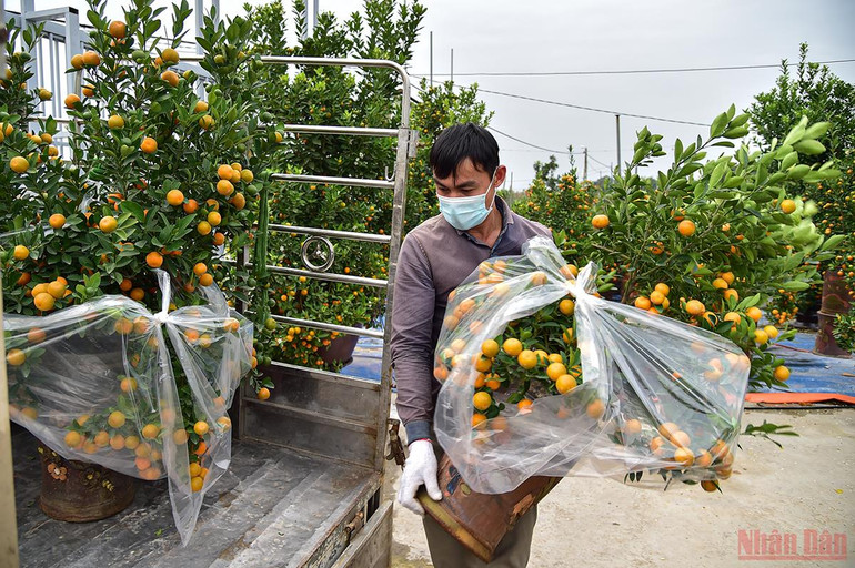 Độc đáo những mẫu quất cảnh “trình làng” trong dịp Tết Nhâm Dần 2022 -0