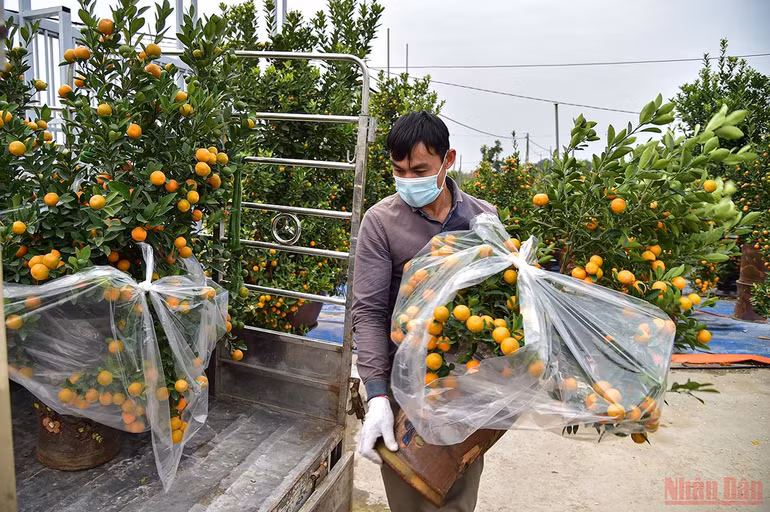 Độc đáo những mẫu quất cảnh “trình làng” trong dịp Tết Nhâm Dần 2022 -0