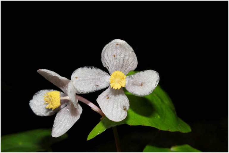 Thu hải đường Hòn Giao - Begonia hongiaoensis (Nguồn: Vườn quốc gia Bidoup-Núi Bà). Công bố bốn loài thực vật mới có xuất xứ từ Vườn quốc gia Bidoup-Núi Bà -0