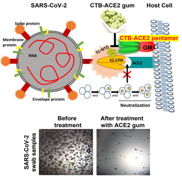 Kẹo cao su làm giảm virus SARS-CoV-2 trong nước bọt -0