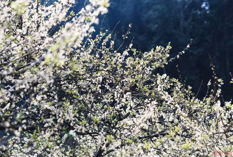 Ngất ngây mùa hoa mận trắng ở Mu Náu, Mộc Châu -3