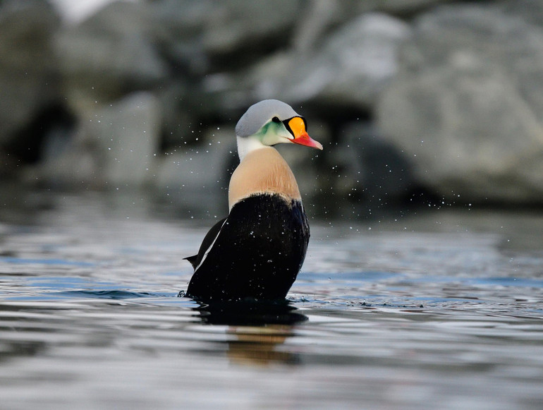 Ám ảnh về virus, zombie trong cuộc thi ảnh sinh thái quốc tế -0