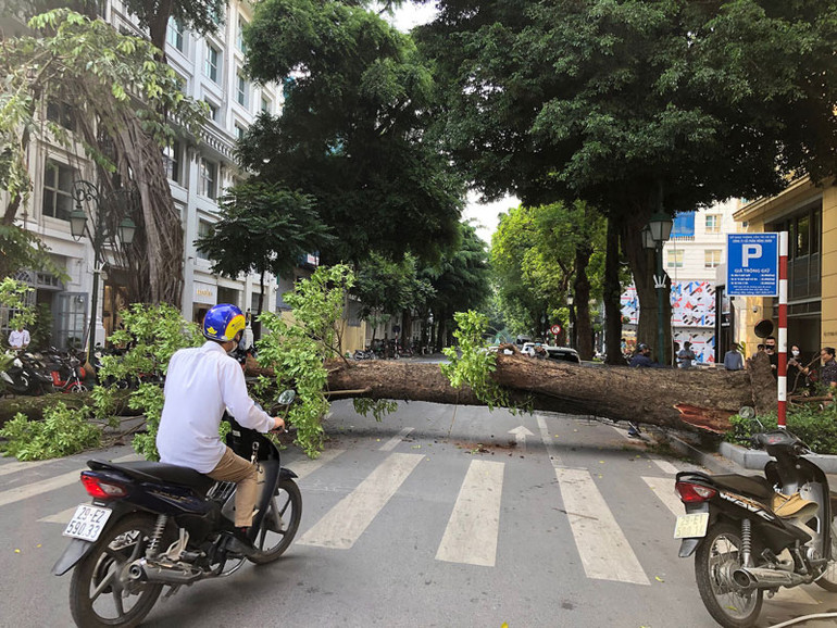 Cây xanh bất ngờ đổ chắn ngang phố Lý Thái Tổ, Hà Nội -0
