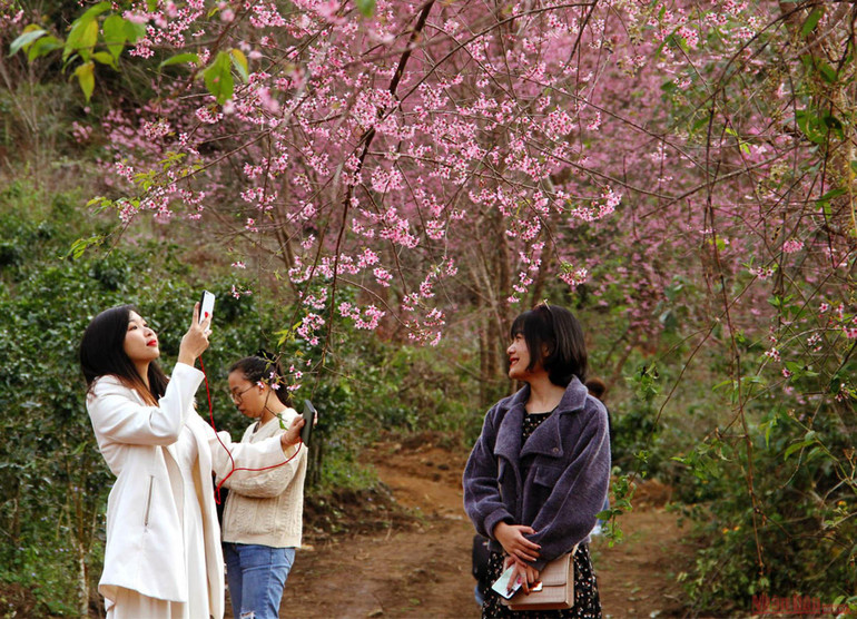 Sắc hồng giữa cao nguyên Lang Biang -0