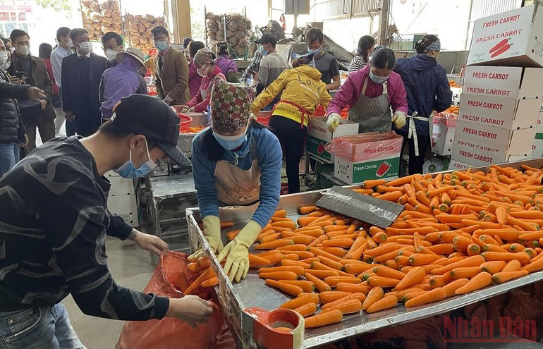 Hải Dương xuất khẩu 625 tấn cà rốt -0