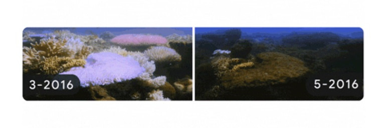 Time-lapse trong Google Doodle cho thấy tình trạng tẩy trắng nghiêm trọng ở rạn san hô Great Barrier (Australia). Ngày Trái đất 2022: Google Doodle truyền thông điệp mạnh mẽ về biến đổi khí hậu -0