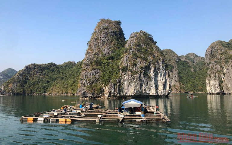 Lồng bè nuôi hải sản ở Cát Bà. Gửi Hồ sơ đề cử