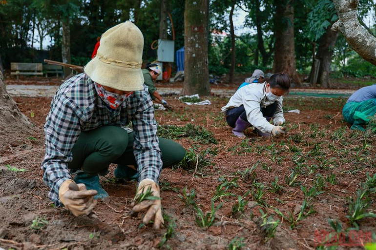 Hà Nội chuẩn bị khai trương tuyến phố đi bộ quanh Thành cổ Sơn Tây -4