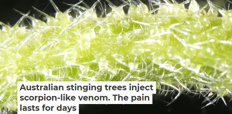 Phát hiện loài cây tiết ra nọc độc giống bọ cạp -0