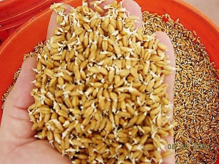 Đề xuất hỗ trợ giống và kinh phí mua lúa giống cho nông dân -0