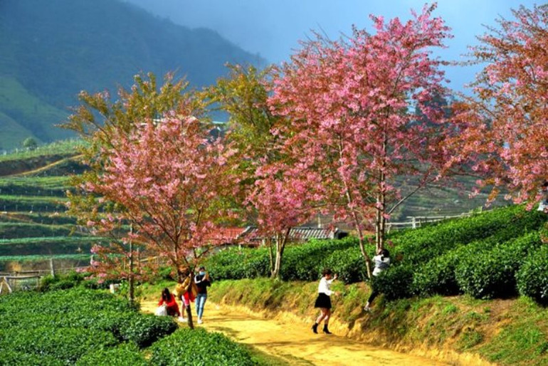 Thắm sắc anh đào Nhật giữa núi rừng Sa Pa -2