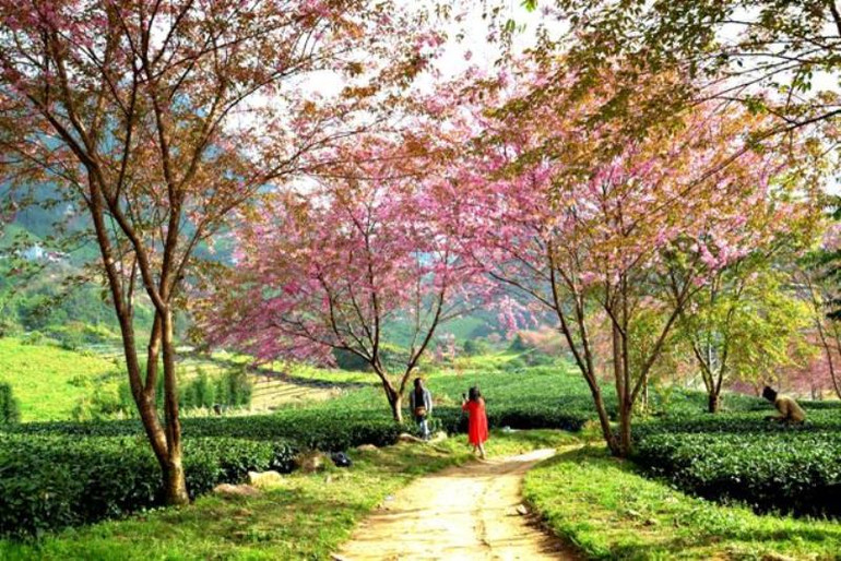 Thắm sắc anh đào Nhật giữa núi rừng Sa Pa -2