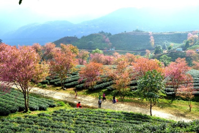 Thắm sắc anh đào Nhật giữa núi rừng Sa Pa -2