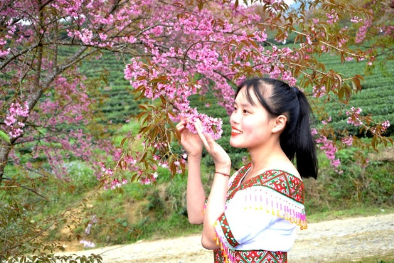 Thắm sắc anh đào Nhật giữa núi rừng Sa Pa -1