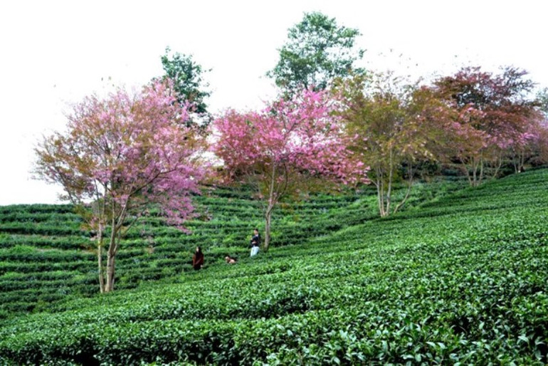 Thắm sắc anh đào Nhật giữa núi rừng Sa Pa -0