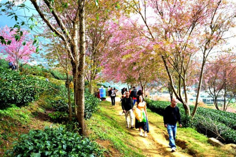Thắm sắc anh đào Nhật giữa núi rừng Sa Pa -1
