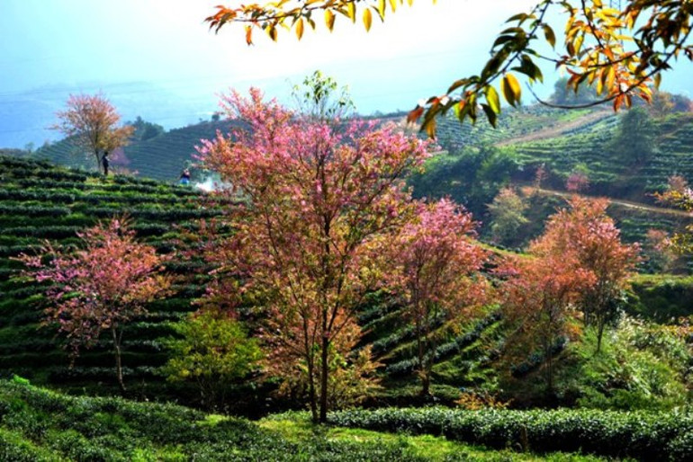 Thắm sắc anh đào Nhật giữa núi rừng Sa Pa -0