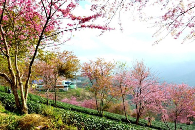 Thắm sắc anh đào Nhật giữa núi rừng Sa Pa -1