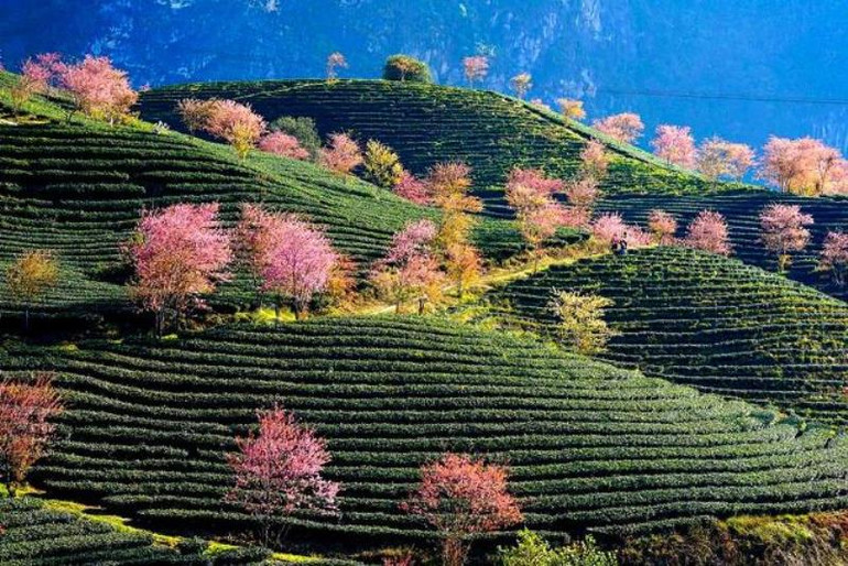 Thắm sắc anh đào Nhật giữa núi rừng Sa Pa -1