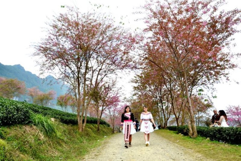 Thắm sắc anh đào Nhật giữa núi rừng Sa Pa -0