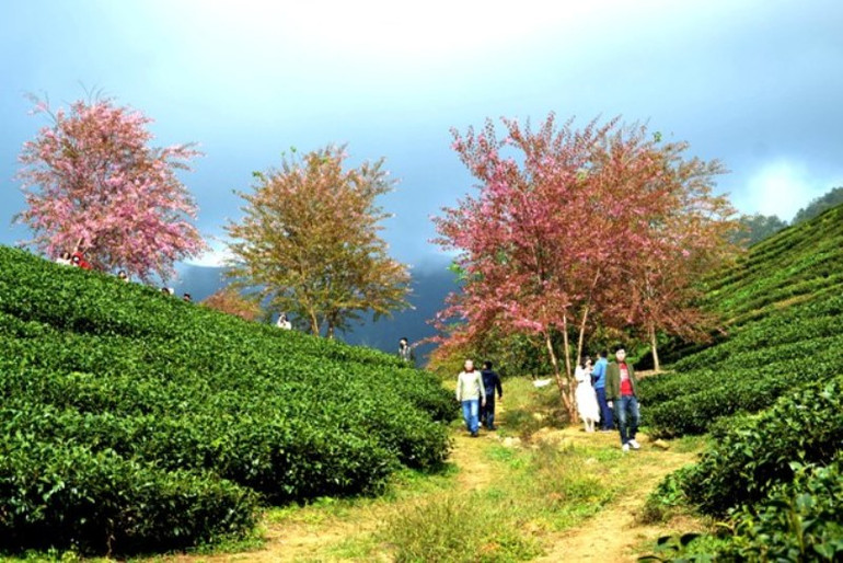 Thắm sắc anh đào Nhật giữa núi rừng Sa Pa -1