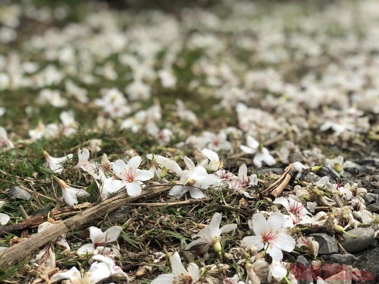 Tháng 3 - triền núi trắng hoa trẩu -6