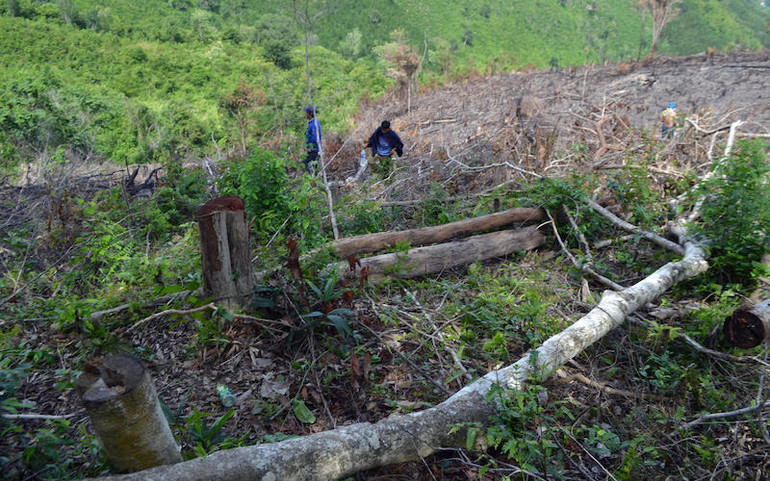 Thông tin phản hồi vụ phá rừng tại xã Phú Mỡ -0