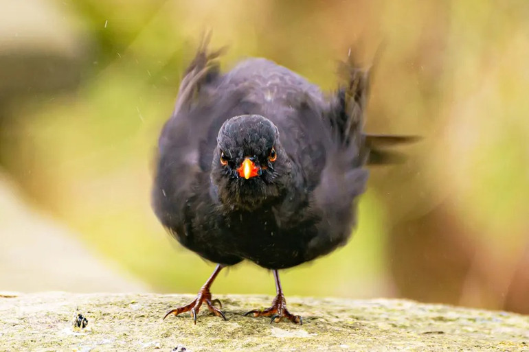 Những bức ảnh ấn tượng về động vật hoang dã -0