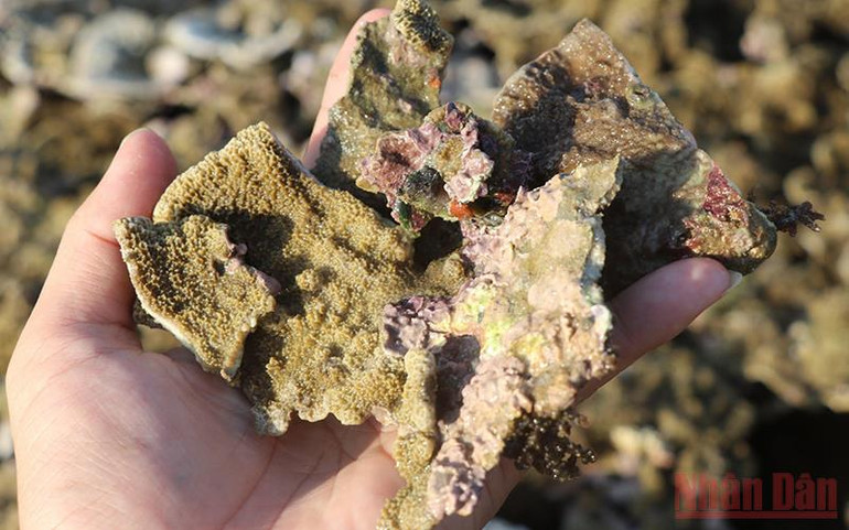 Phú Yên: Cần bảo vệ hệ sinh thái san hô Hòn Yến -0