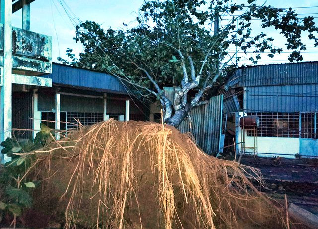 Giông lốc gây nhiều thiệt hại tại Cần Thơ ảnh 3