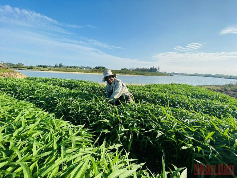 Quảng Ngãi: “Du mục” giữa lòng phố -0