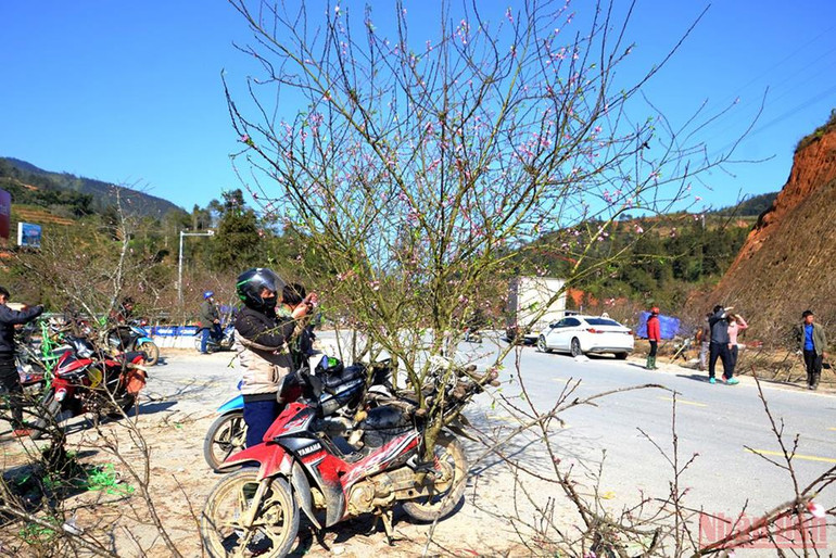 Hoa đào Sa Pa xuống phố -5