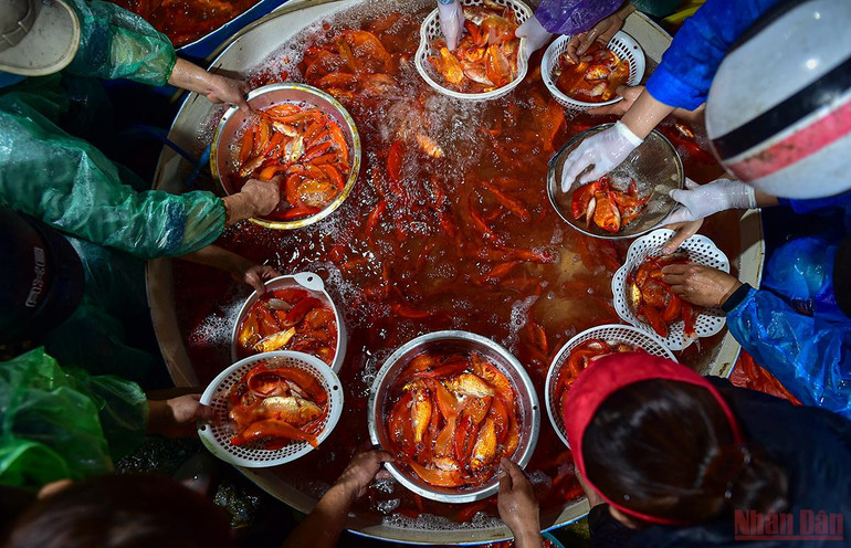 Chợ cá Yên Sở tấp nập, ngập sắc đỏ vàng Tết ông Công ông Táo -0