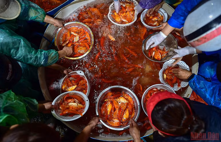 Chợ cá Yên Sở tấp nập, ngập sắc đỏ vàng Tết ông Công ông Táo -0