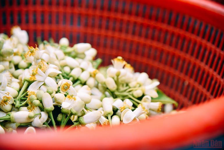 Hương bưởi xuống phố Hà thành -0